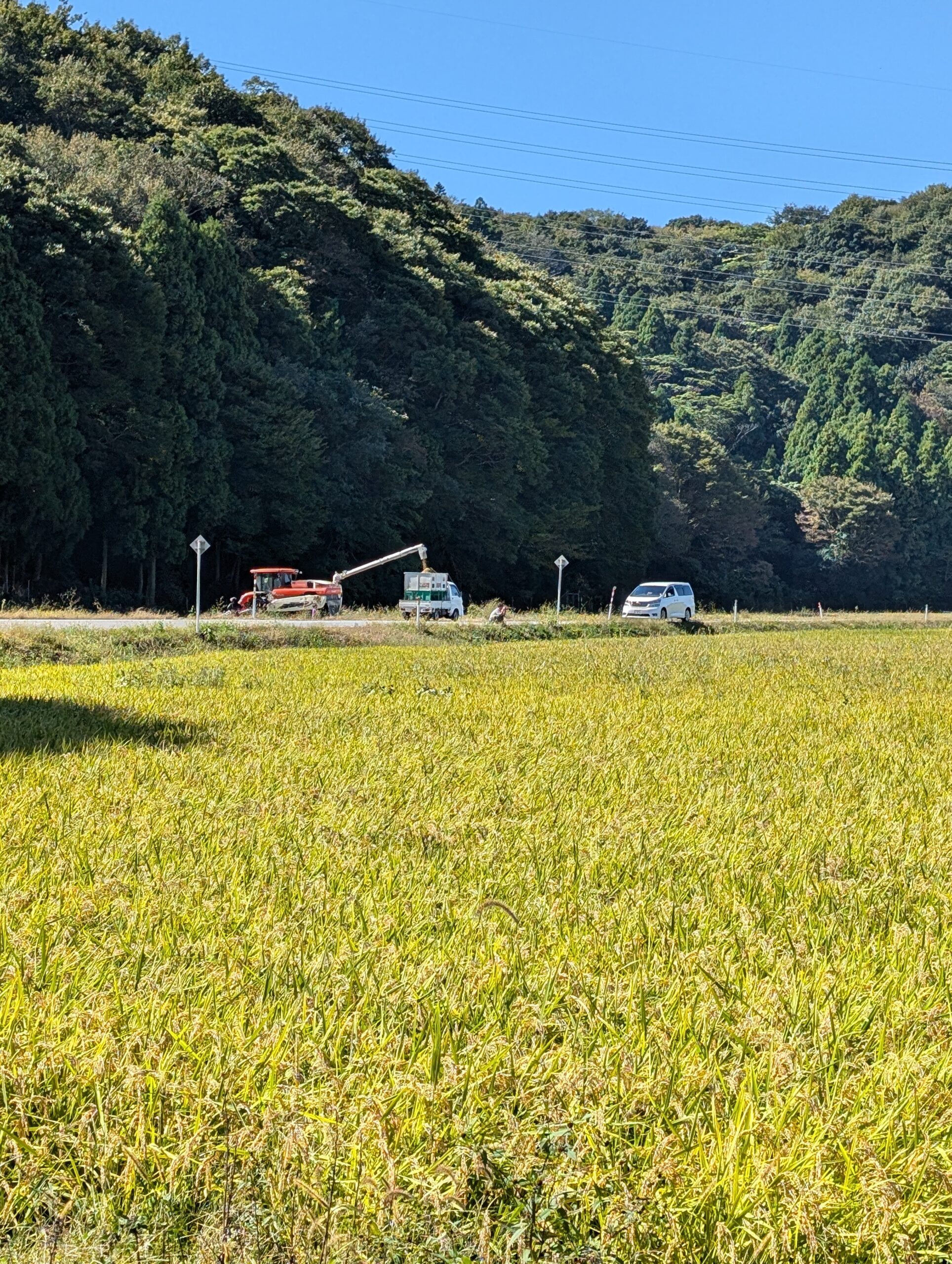 Japanese photograph royalty-free image Japanese rice field