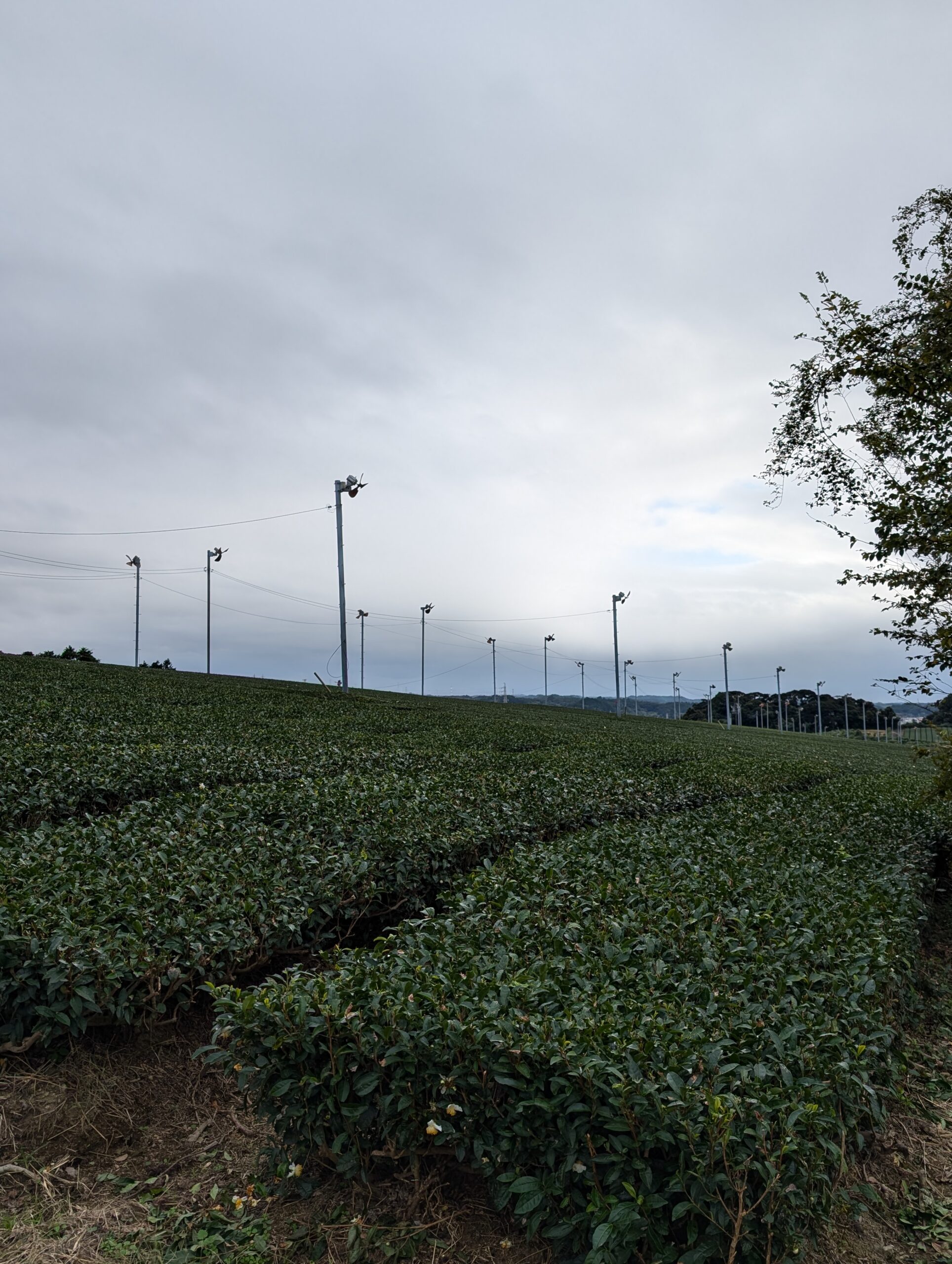 Japanese photograph royalty-free image Tea plantations