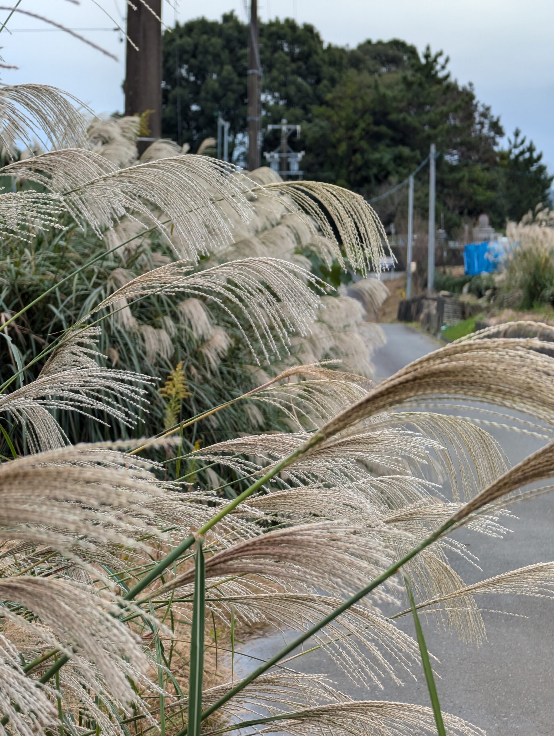Japanese photograph royalty-free image Japanese pampas grass